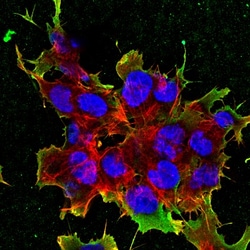 LRP-4 Antibody (S207-27), Novus Biologicals 0.025 mg, Unconjugated:Antibodies,